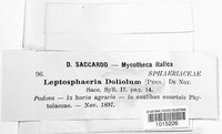 Leptosphaeria doliolum image